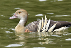 Plumed whistling duck1041.jpg